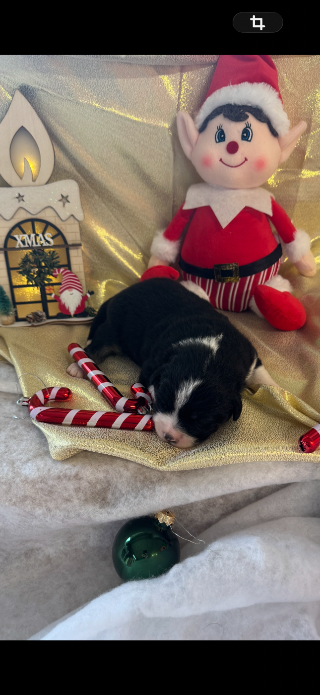 Du Hameau Del Capellam - Chiots disponibles - Berger Américain Miniature 