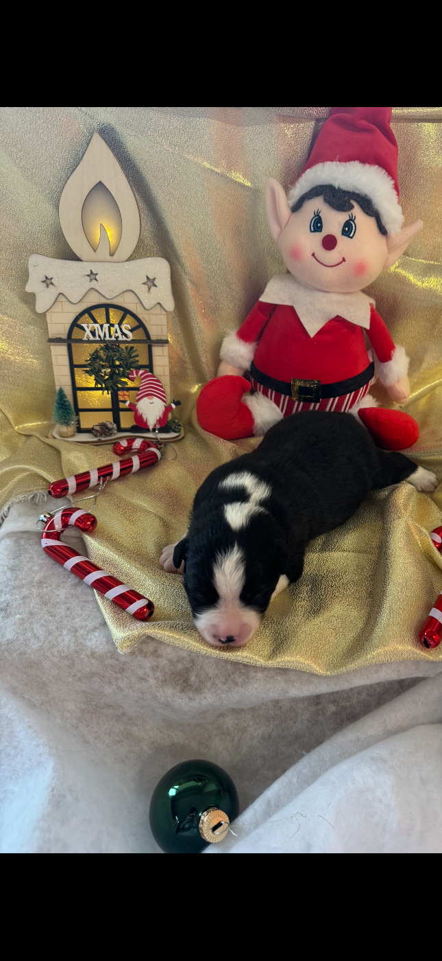 Du Hameau Del Capellam - Chiots disponibles - Berger Américain Miniature 