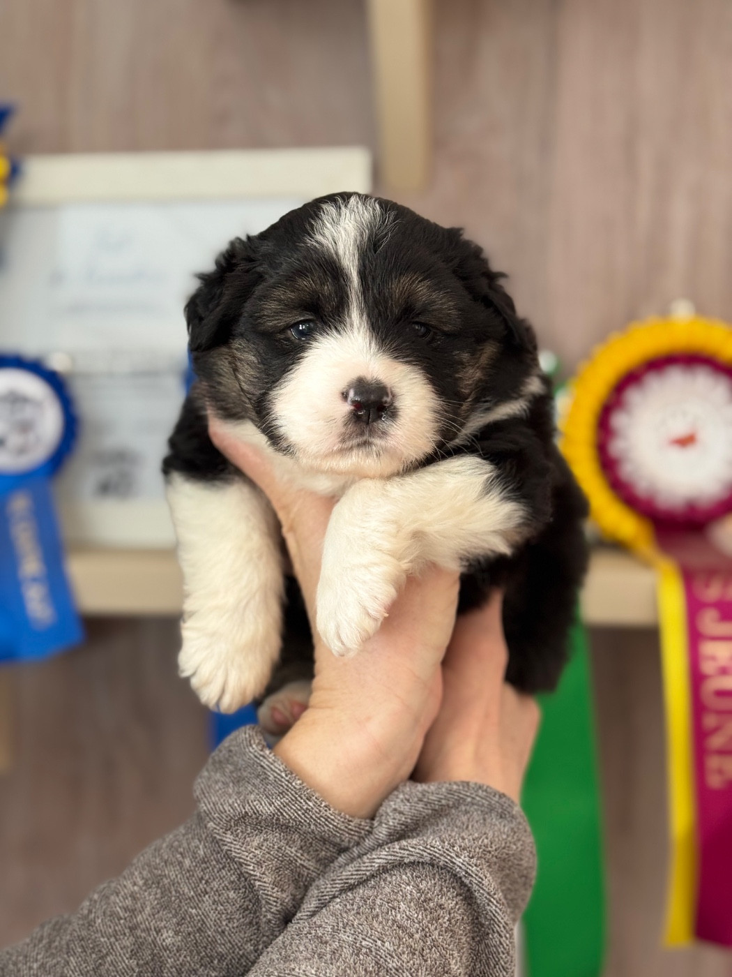 Du Hameau Del Capellam - Berger Américain Miniature  - Portée née le 11/12/2025